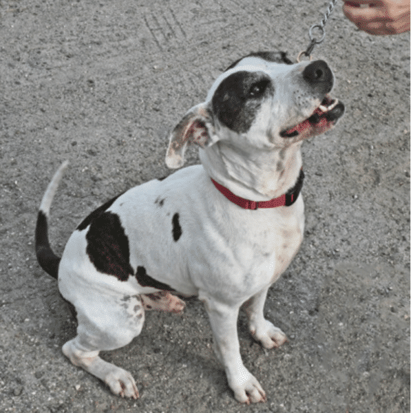 This is Patrick, a black and white spotted mixed breed, 6 yrs old, available for adoption at Nassasu Humane Society in Fernandina Beach, FL